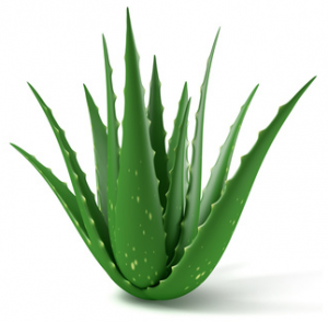 aloe vera for gingivitis