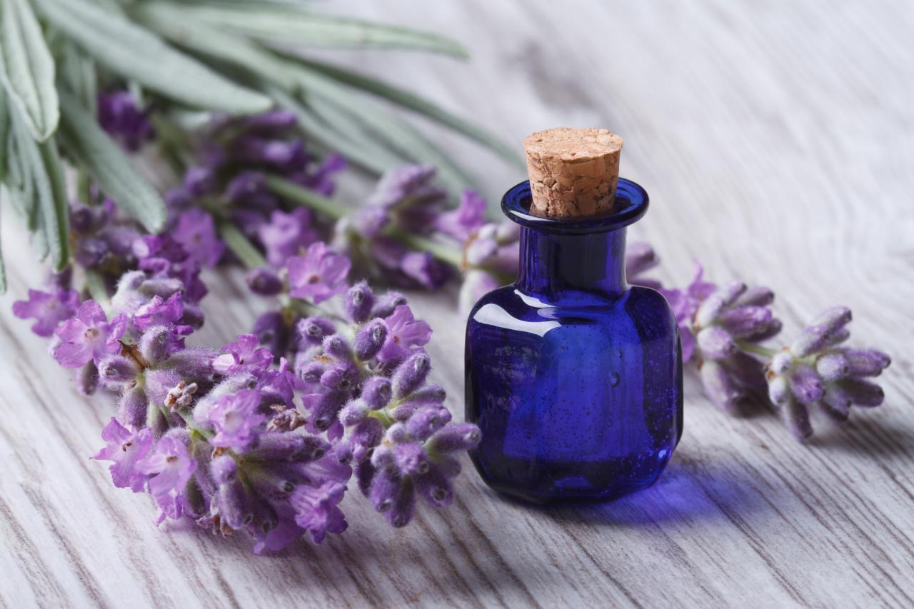 Lavender oil is widely used in meditation and therapy due to its calming properties. and gentle soothing scent. 